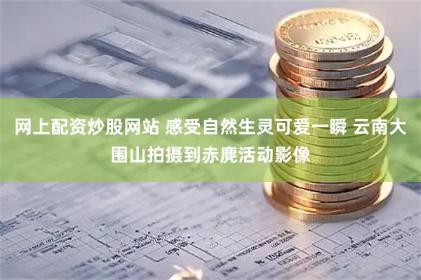 网上配资炒股网站 感受自然生灵可爱一瞬 云南大围山拍摄到赤麂活动影像